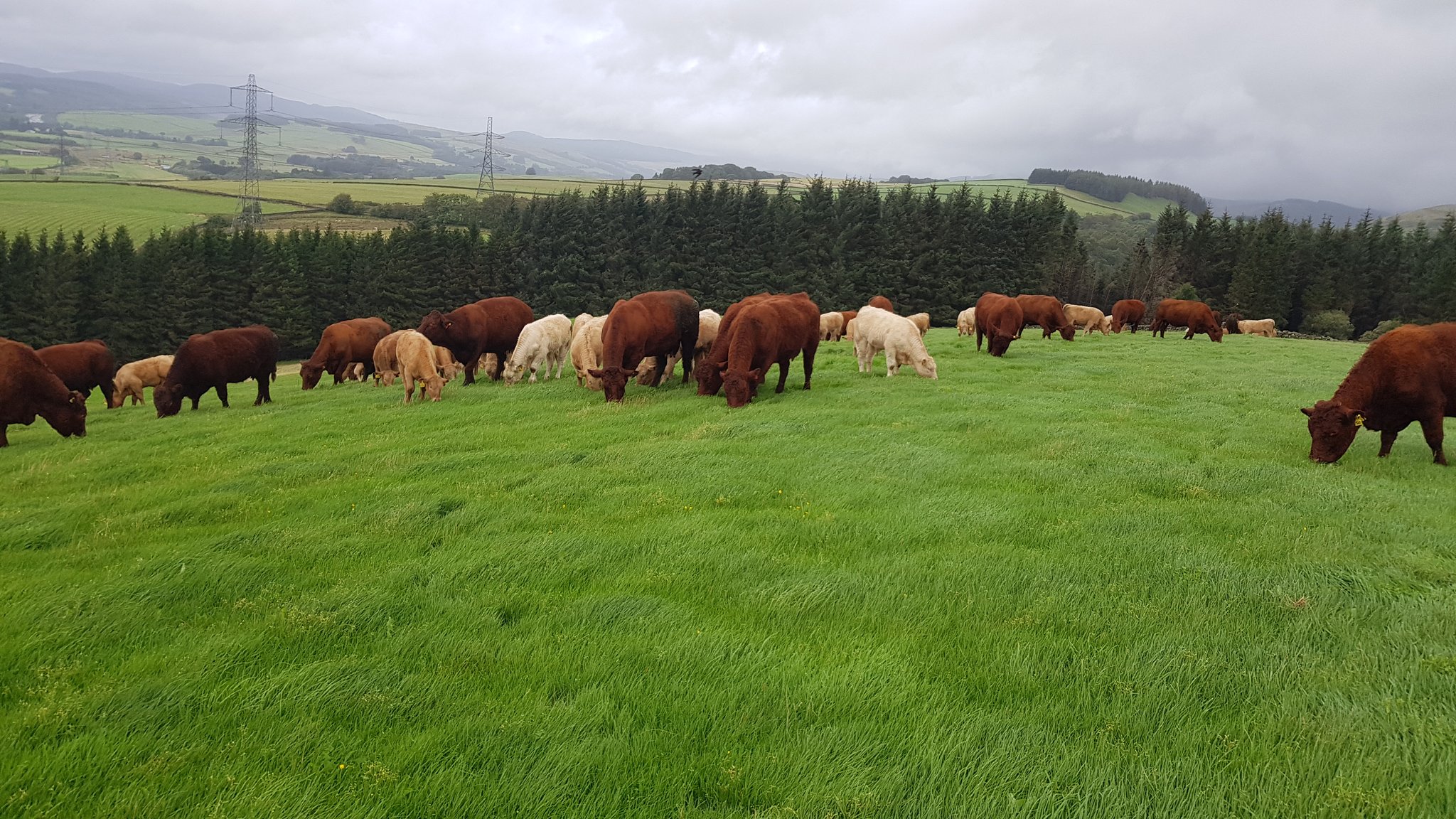 herd of cattle grazing in a scottish field